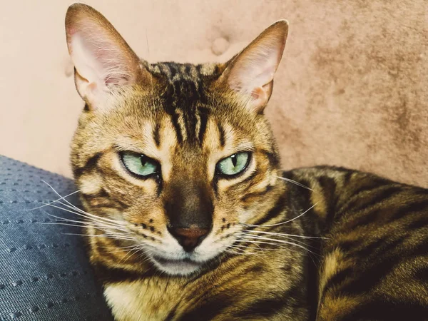 Hermoso gato bengalí con grandes ojos — Foto de Stock