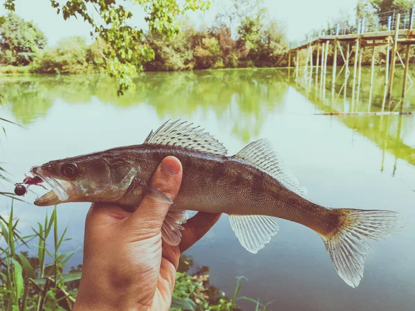 Peixe capturado em uma mão em um lago — Fotografia de Stock