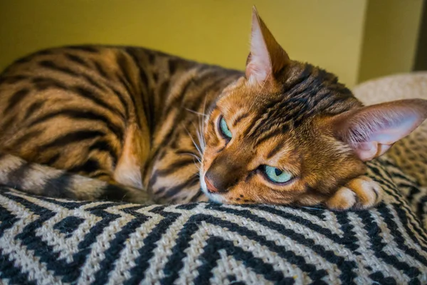 Gato Bonito Bengala — Fotografia de Stock