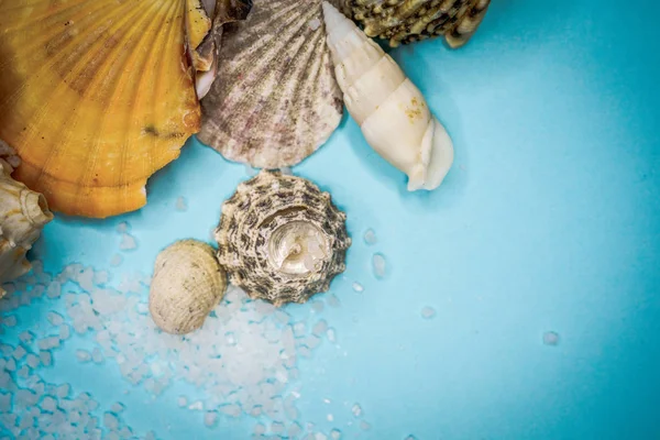 Fondo de conchas marinas sobre fondo azul —  Fotos de Stock