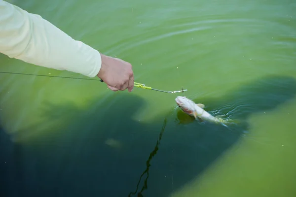 Öring Område Fiske Detaljer — Stockfoto