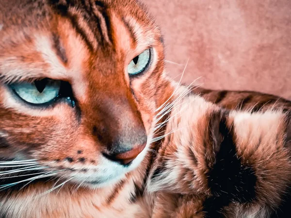 Bellissimo gatto bengalese con grandi occhi — Foto Stock