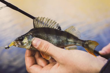 Balık tutma. Balıkçı ve balık