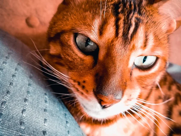 Belo gato bengali com olhos grandes — Fotografia de Stock