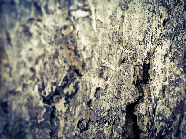 Тло Текстури Кори Дерева — стокове фото