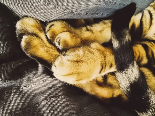 Лапи бенгальська кішка — стокове фото