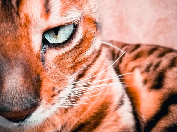 Belo gato bengali com olhos grandes — Fotografia de Stock