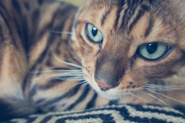 Gato Bonito Bengala — Fotografia de Stock