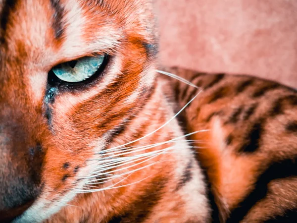 Belo gato bengali com olhos grandes — Fotografia de Stock