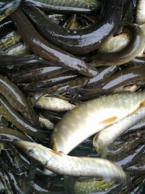 Bir balıkçı tema arka plan