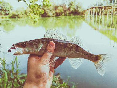 bir elinde bir göl kenarında balık yakaladı