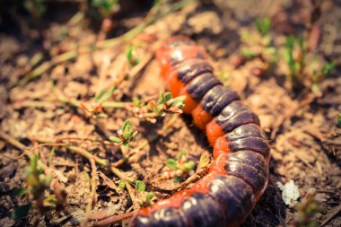 küçük kırmızı tırtıl