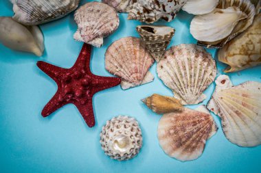 Mavi arka planda deniz kabukları