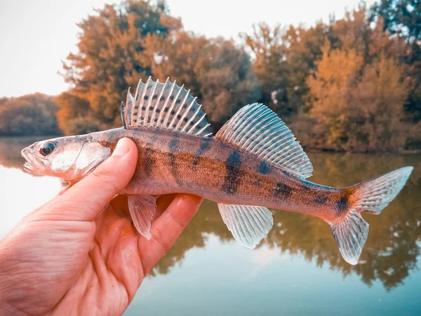 Peixe pique-poleiro nas mãos de um pescador — Fotografia de Stock