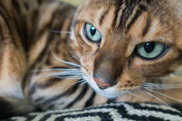 Gato Bonito Bengala — Fotografia de Stock