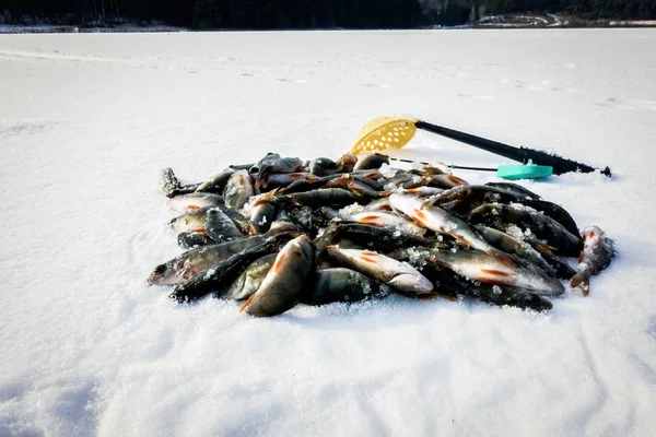 Vinterisfiske Hobby — Stockfoto