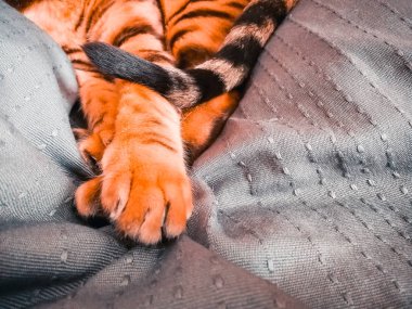 iri gözlü güzel Bengalli kedi