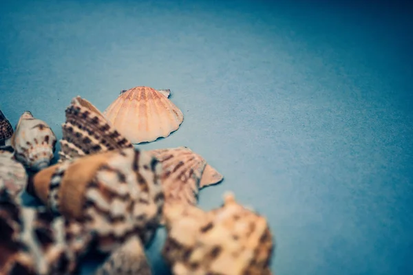 Background of sea shells on a blue background — Stock Photo, Image