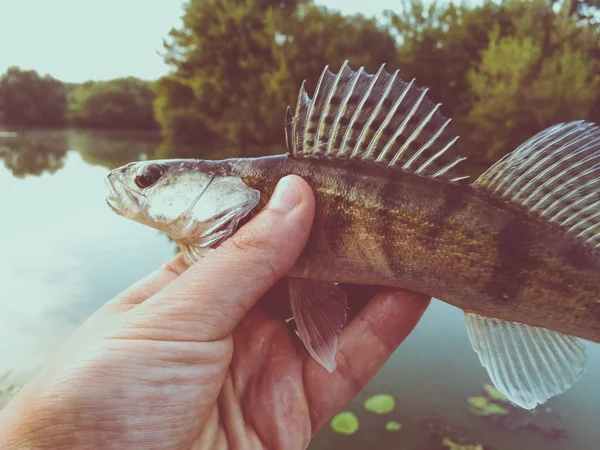 Рыба-окунь в руках рыбака — стоковое фото