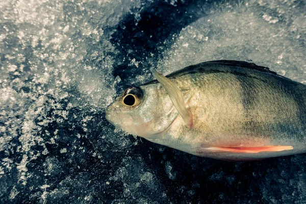 Pesca Inverno Partir Gelo — Fotografia de Stock