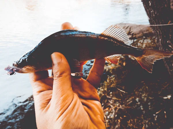 Fiskaren håller en fisk — Stockfoto