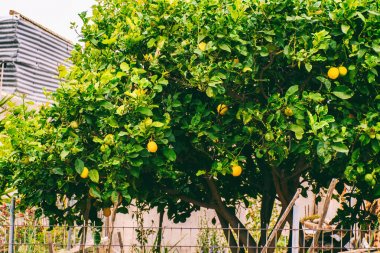 Seascape. Girit'e deniz gezisi