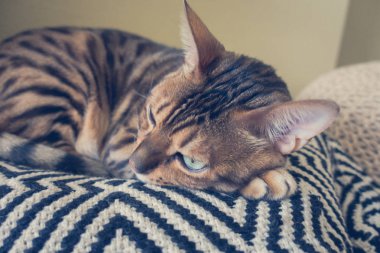 Bengal'in sevimli kedisi