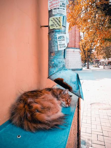 Oluktan yakınındaki sokak kedi — Stok fotoğraf