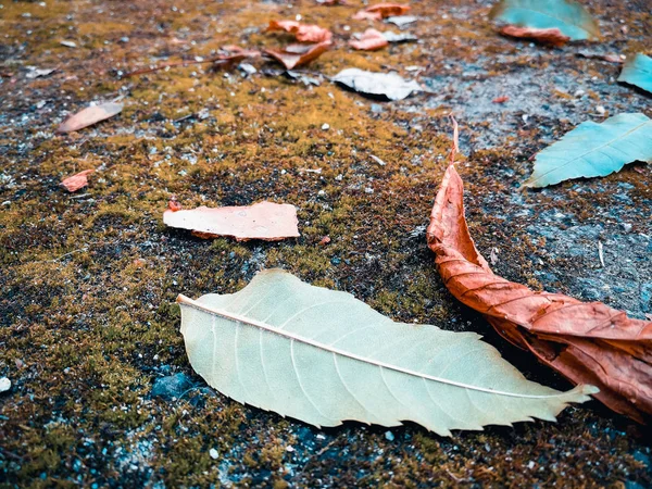 Musgo com folhas secas — Fotografia de Stock