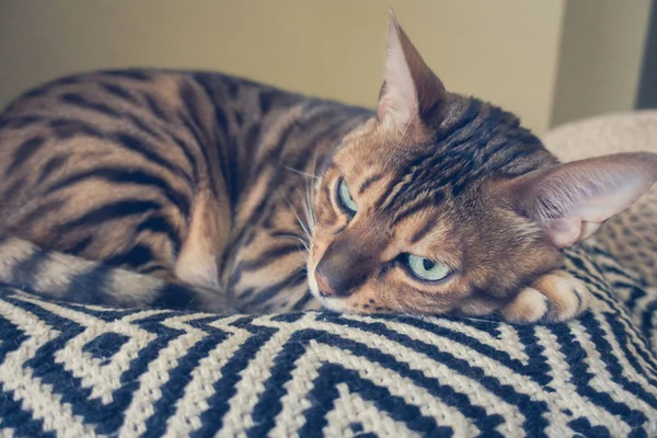 Gato Bonito Bengala — Fotografia de Stock