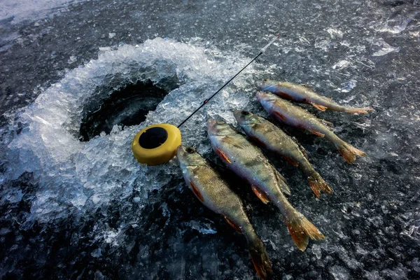 Hobby Pesca Gelo Inverno — Fotografia de Stock