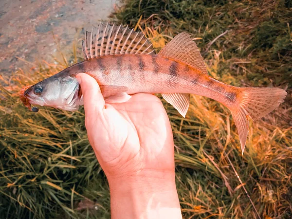 Gevangen vis in een hand op een meer — Stockfoto