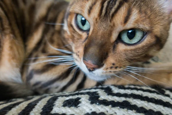 Gato Bonito Bengala — Fotografia de Stock