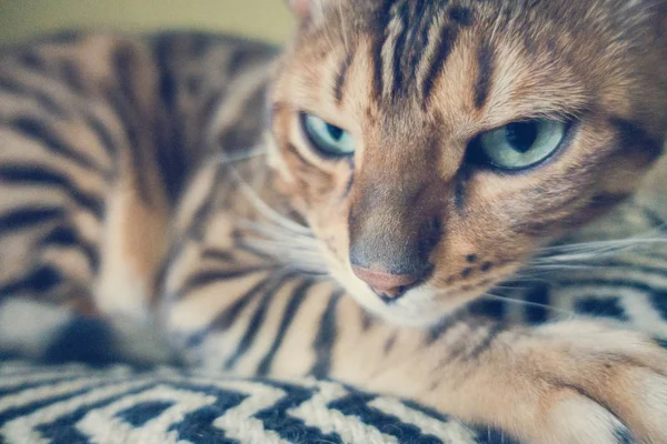 Niedliche Katze Von Bengal — Stockfoto