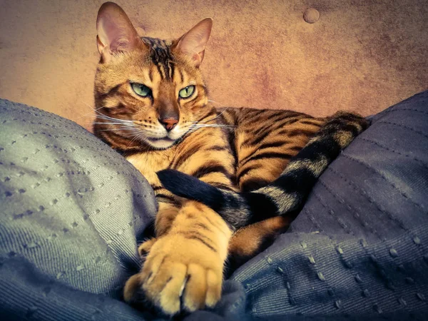 Hermoso gato bengalí con grandes ojos —  Fotos de Stock