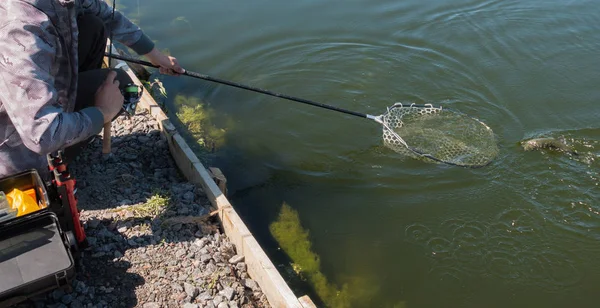 Pescatore cattura trota iridea dal lago — Foto Stock