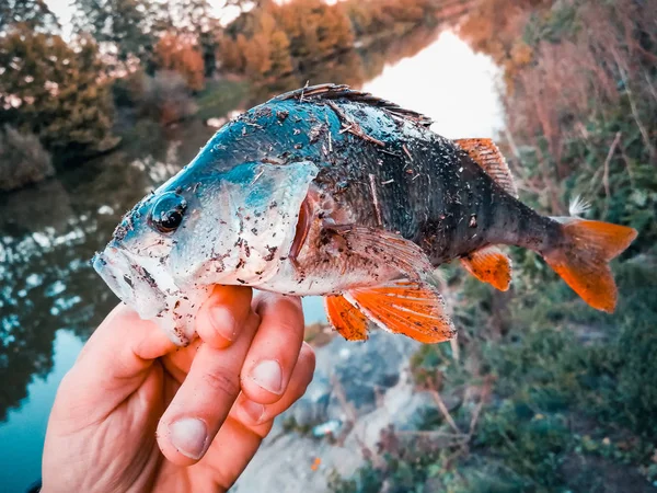 El pescador está sosteniendo un pez —  Fotos de Stock