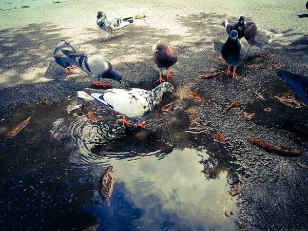 Pombas no parque — Fotografia de Stock