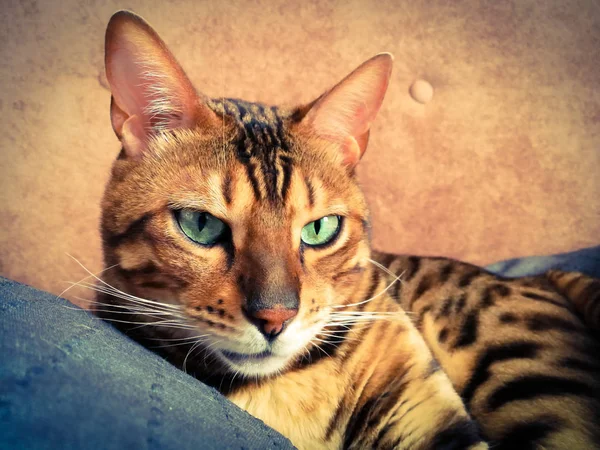 Красивою бенгальська кішка з великими очима — стокове фото