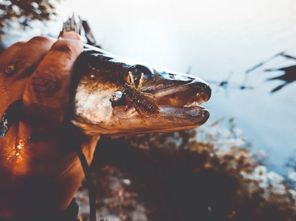 Der Fischer hält einen Fisch in der Hand — Stockfoto