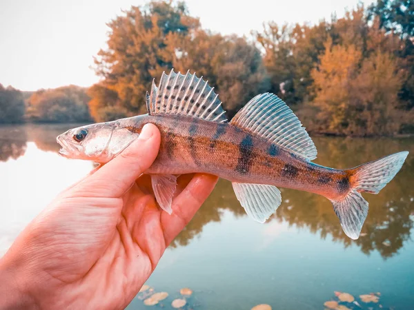 Fish pike-perch in the hands of an angler — Stock Photo, Image