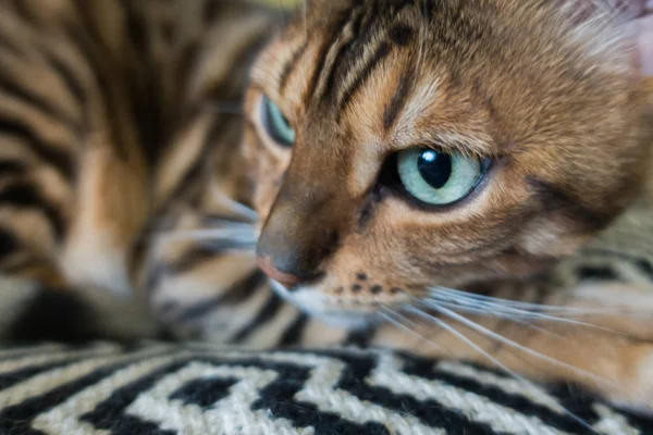 Gato Bonito Bengala — Fotografia de Stock