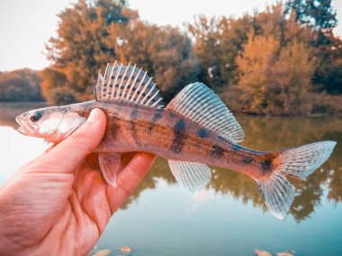 Balık pike-levrek bir fener elinde