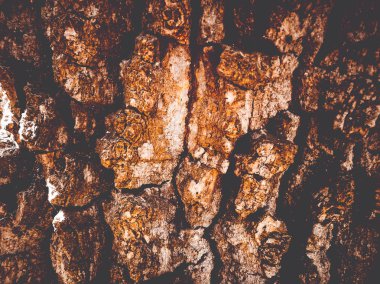 ağaç kabuğu yakın