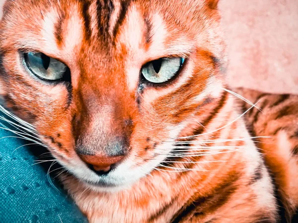 큰 눈을 가진 아름 다운 벵골 고양이 — 스톡 사진