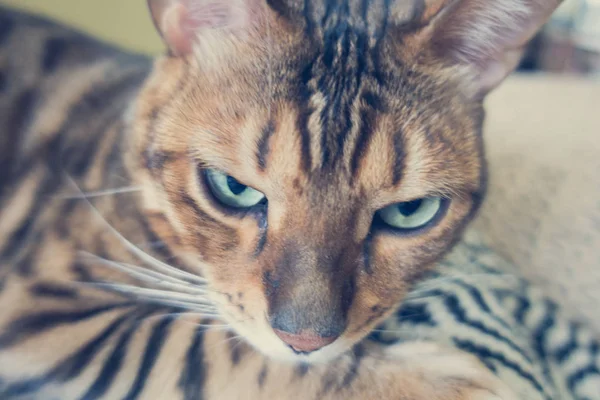 Gato Bonito Bengala — Fotografia de Stock