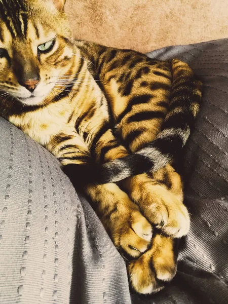 Vackra bengalisk katt med stora ögon — Stockfoto