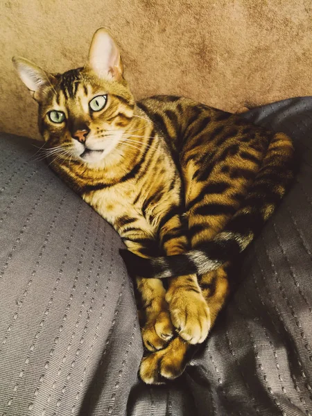 Hermoso gato bengalí con grandes ojos —  Fotos de Stock