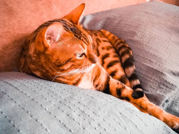 Belo gato bengali com olhos grandes — Fotografia de Stock