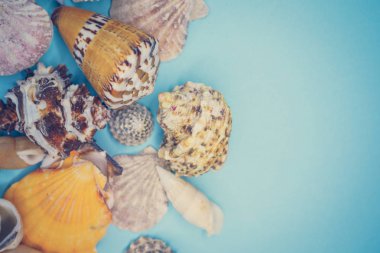 Mavi arka planda deniz kabukları